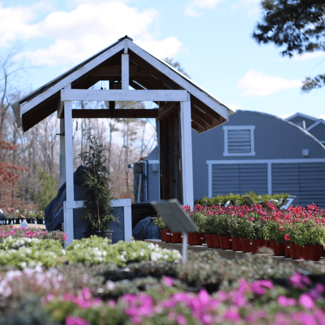 spring annuals at midlothian nursery