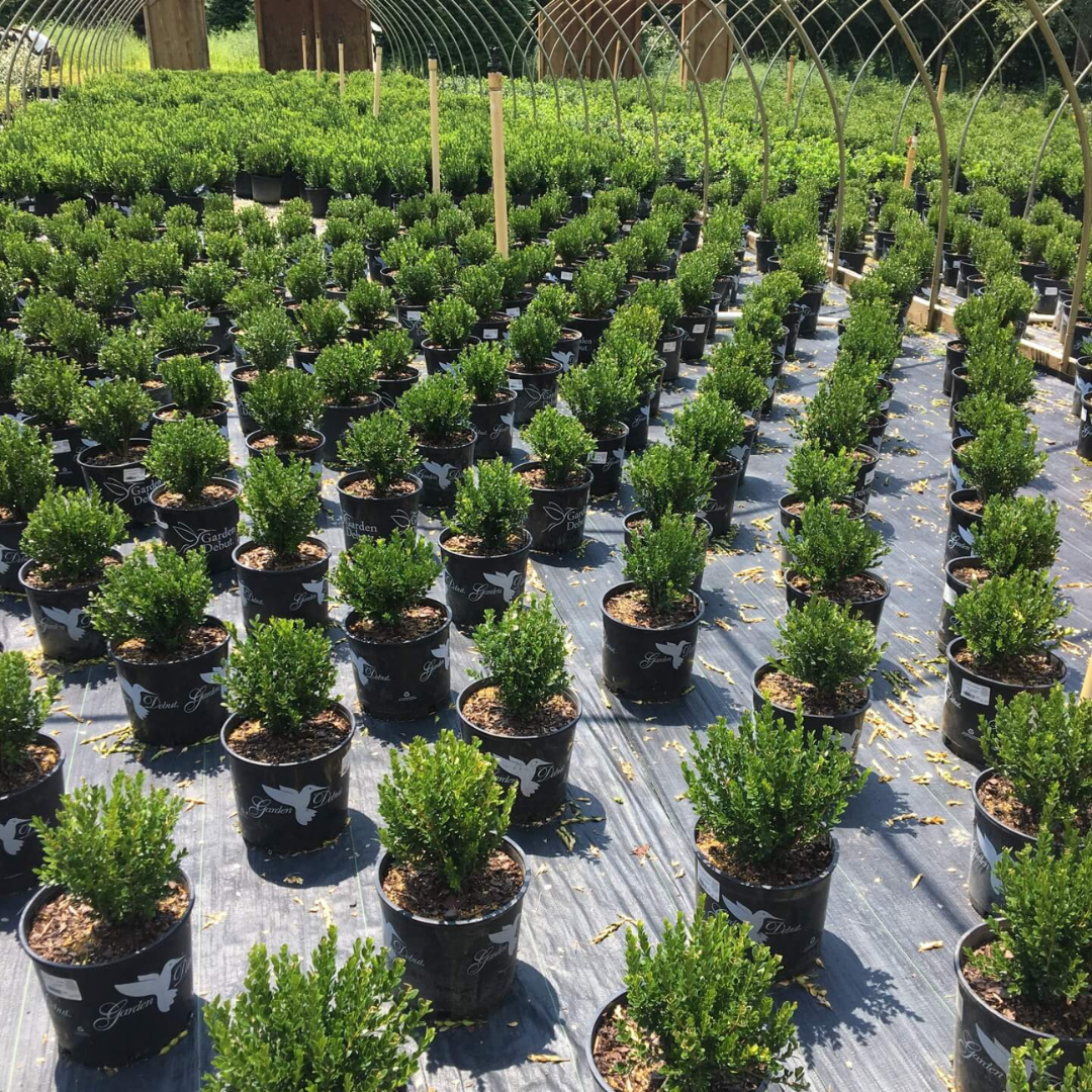 Boxwoods growing in production hoop house
