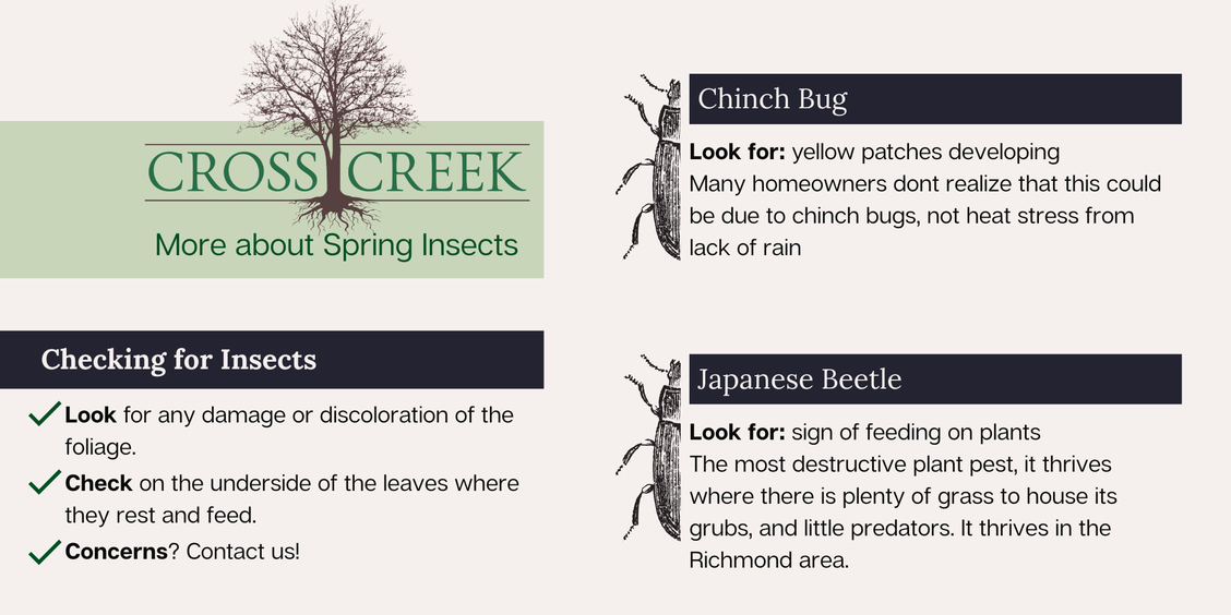 information on checking for insects, chinch bugs and Japanese beetles