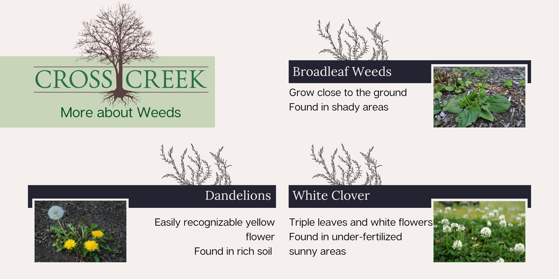 information on weeds, dandelions, white clover, and broadleaf weeds