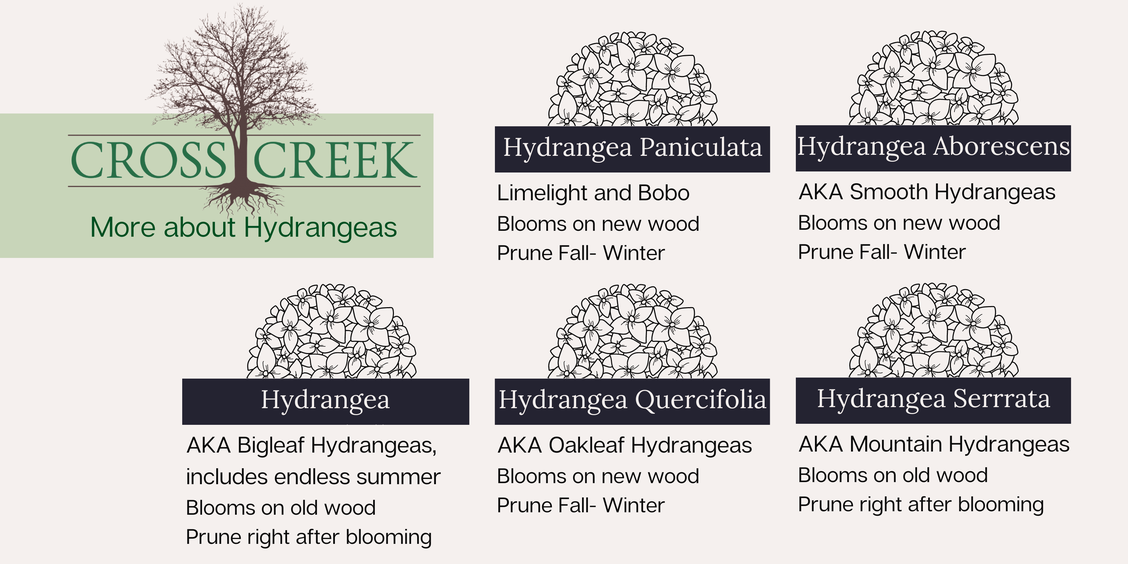 hydrangea variety information