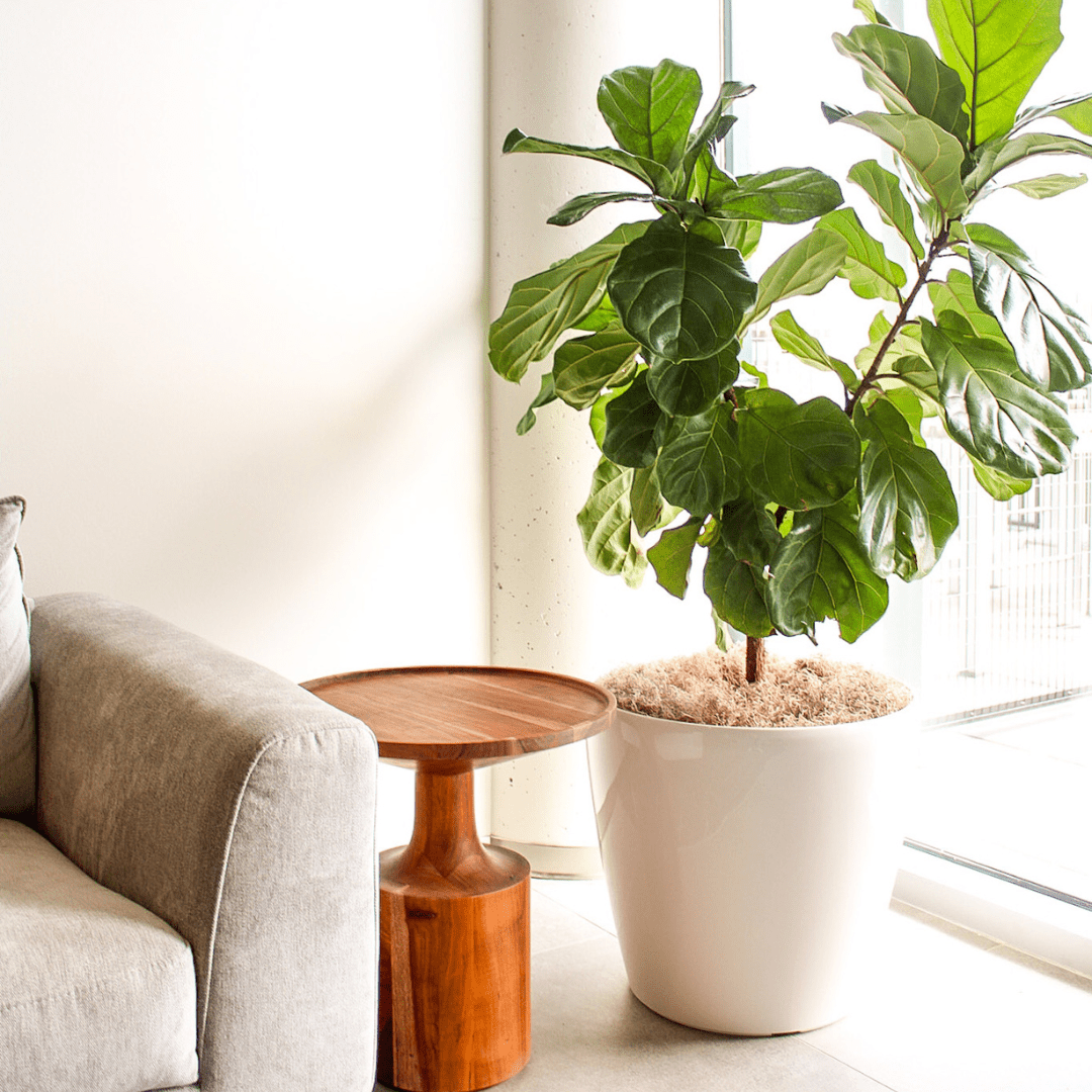 interior plants in office