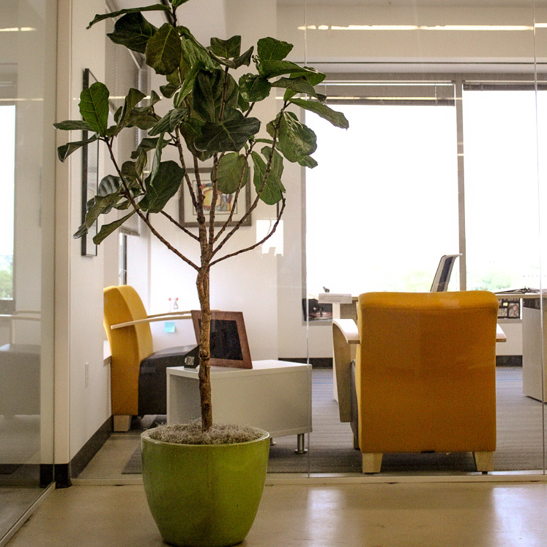 interior plant in office