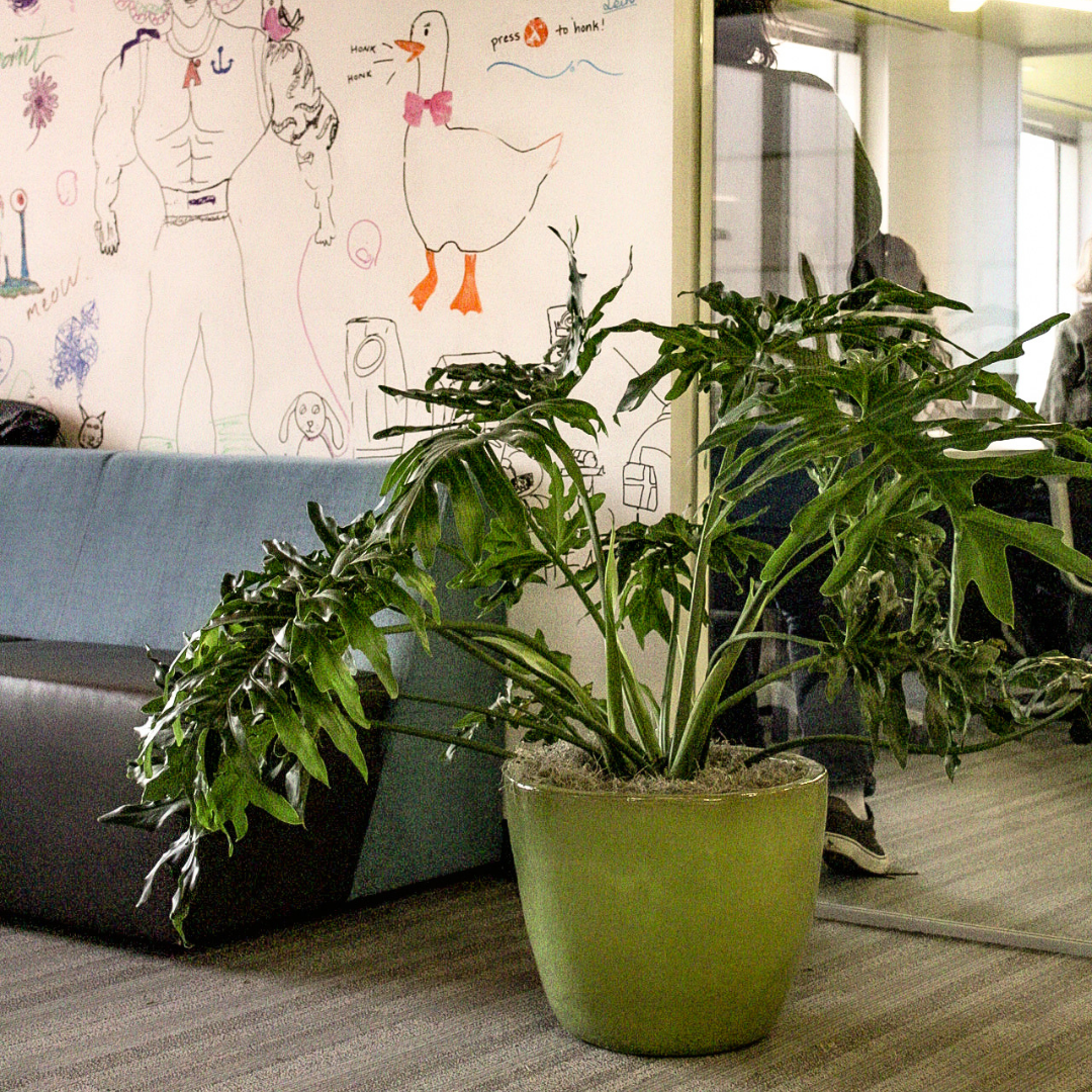 interior plants in office
