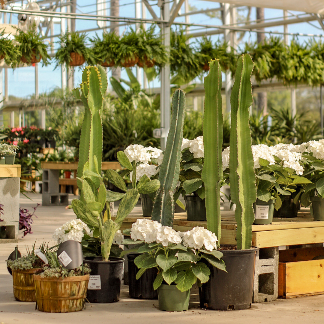 tropical plants in greenhouse