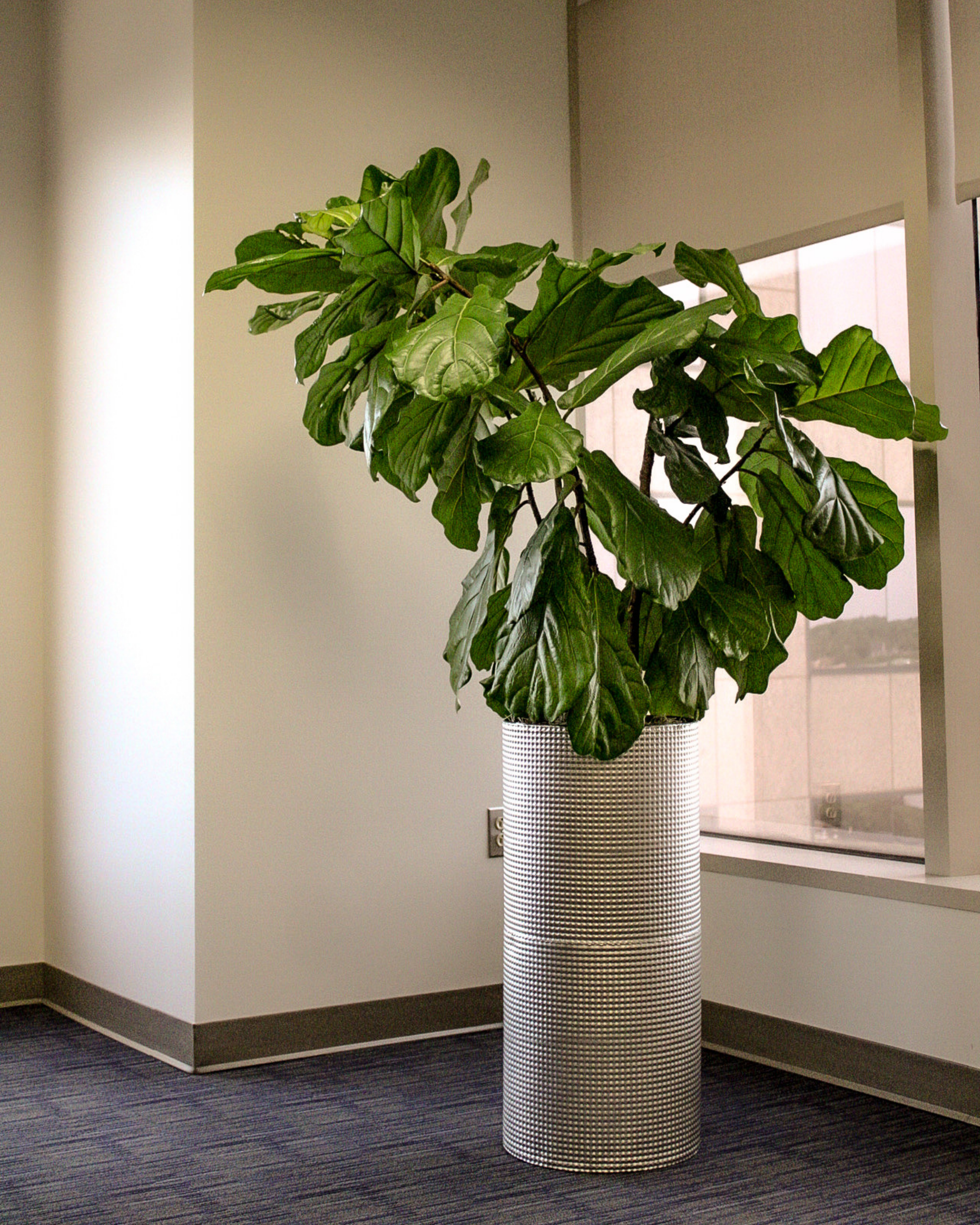 interior- commercial plant maintenance