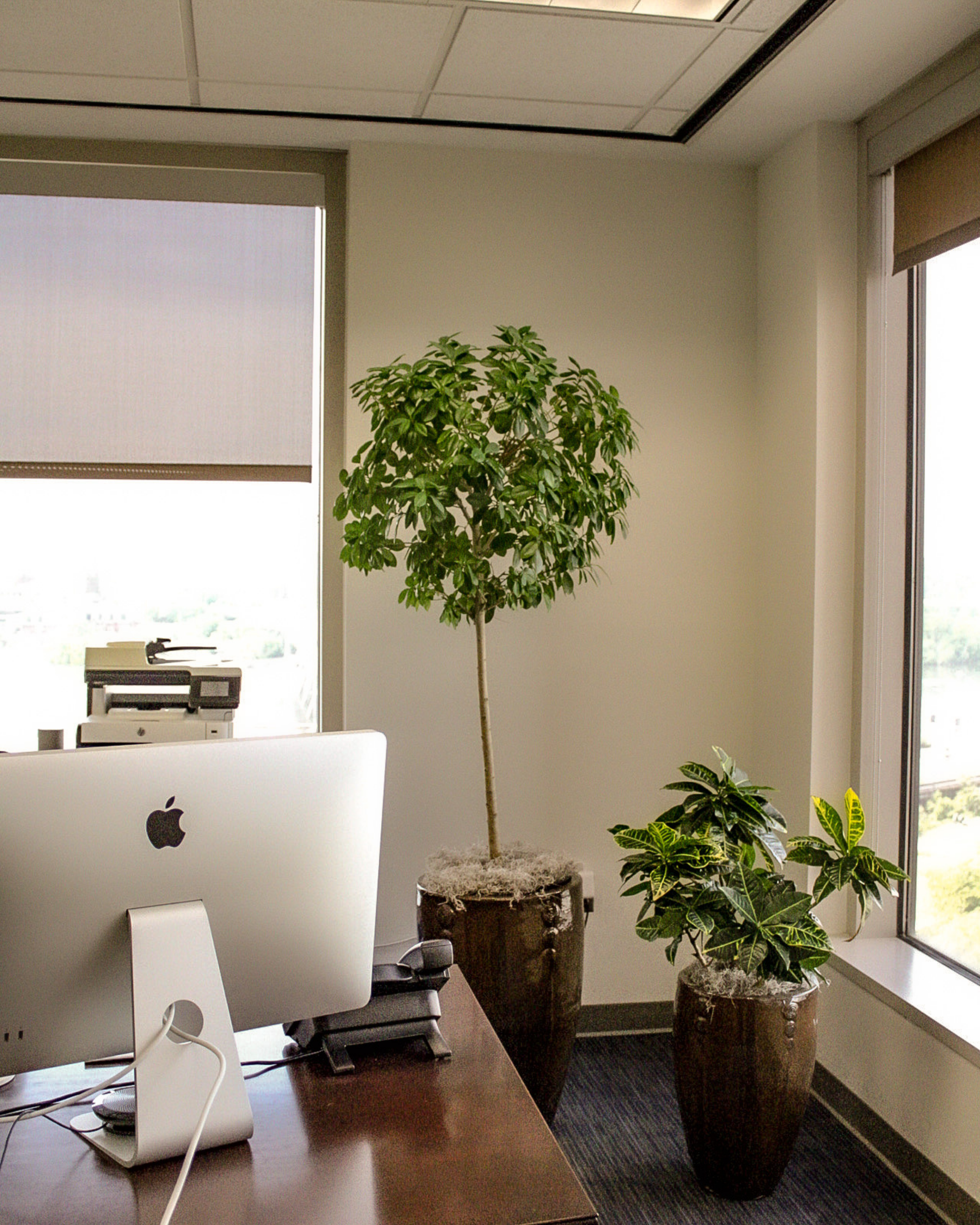 interior- commercial plant maintenance