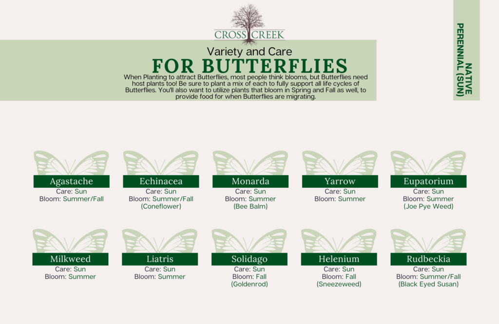 information on Butterflies (native sun perennials)
