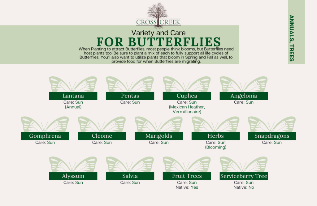 information on Butterflies (native sun perennials) (2)