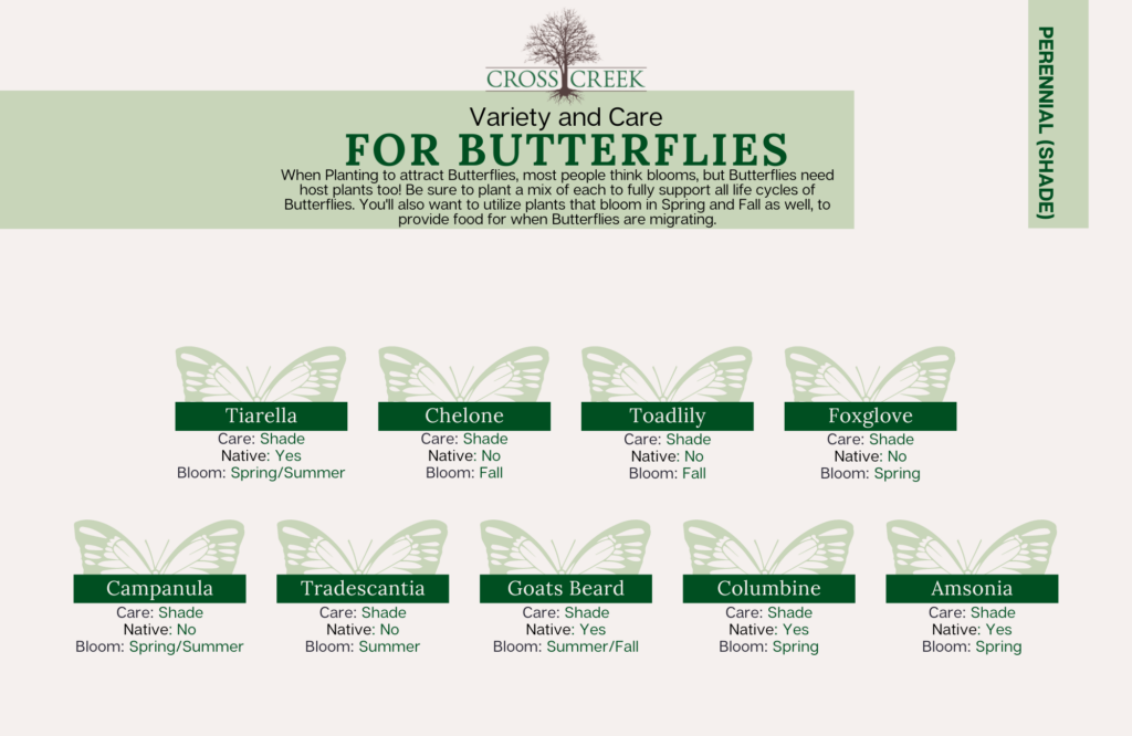 information on Butterflies (shade perennials)