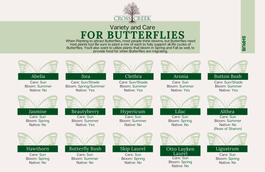 information on Butterflies (shrubs)
