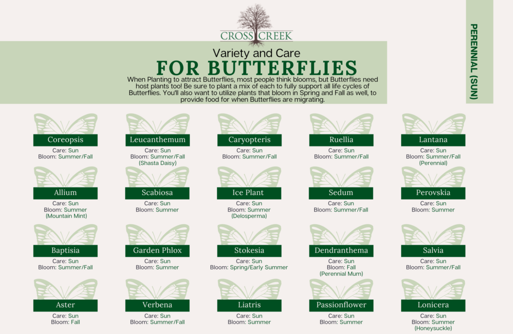 information on Butterflies (sun perennials)