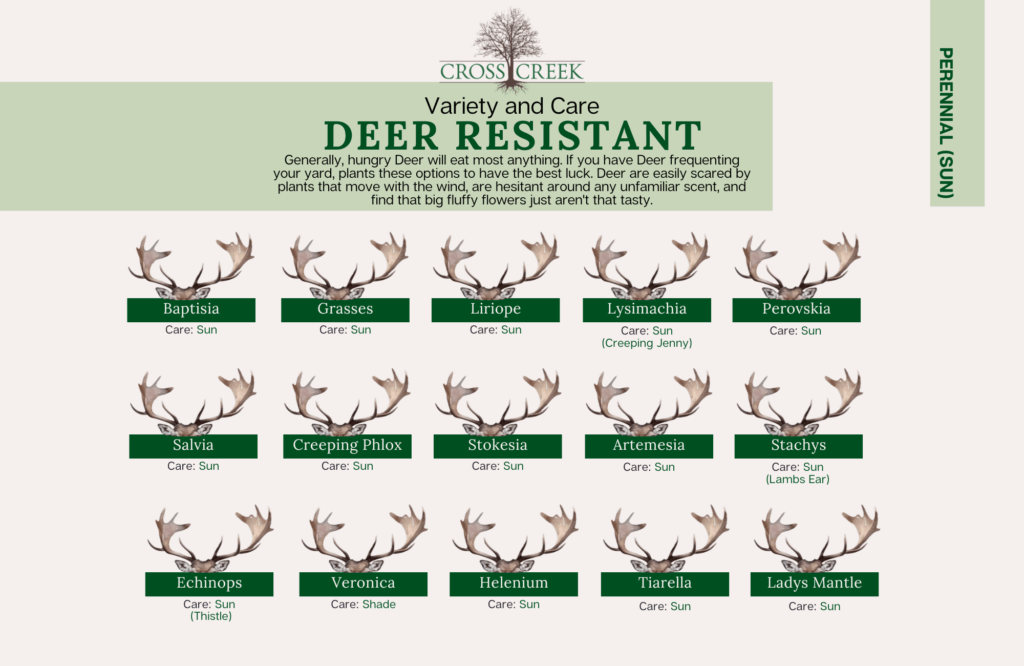 information on Deer Resistant perennials