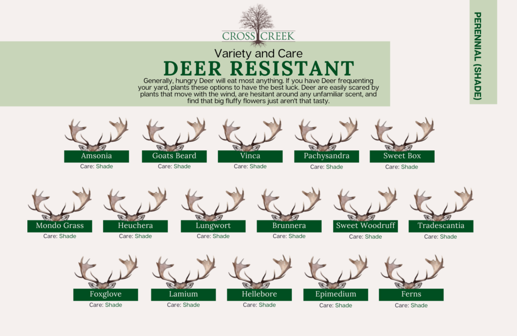 information on Deer Resistant perennials