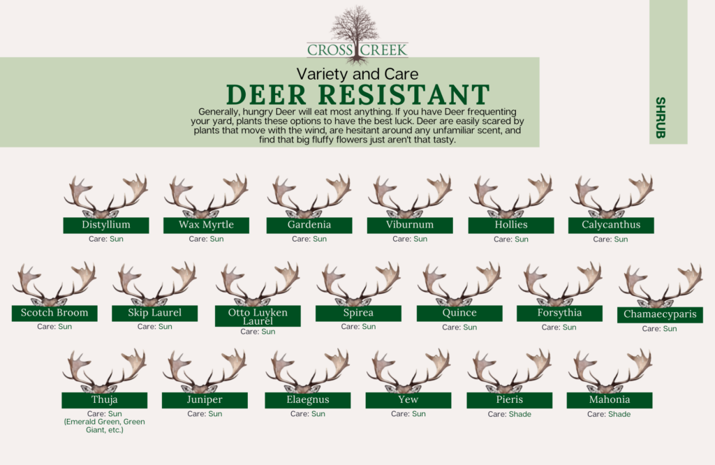 information on Deer Resistant shrubs