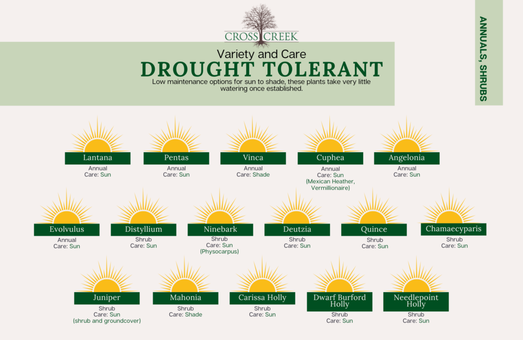 information on Drought Tolerant annuals and shrubs