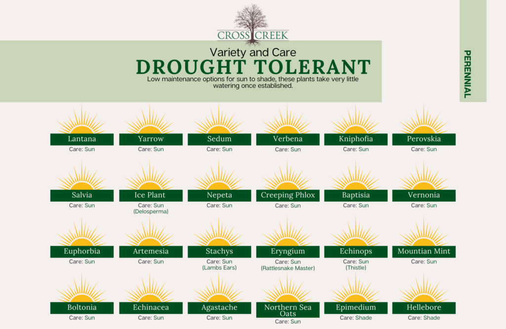 information on Drought Tolerant perennials