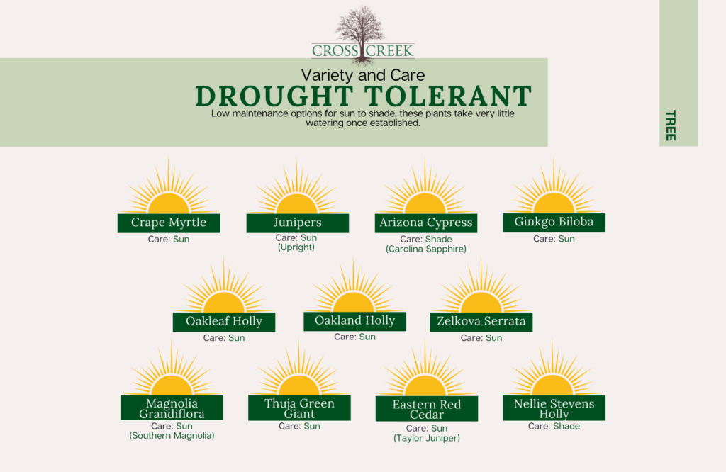 Information with Drought Tolerant trees