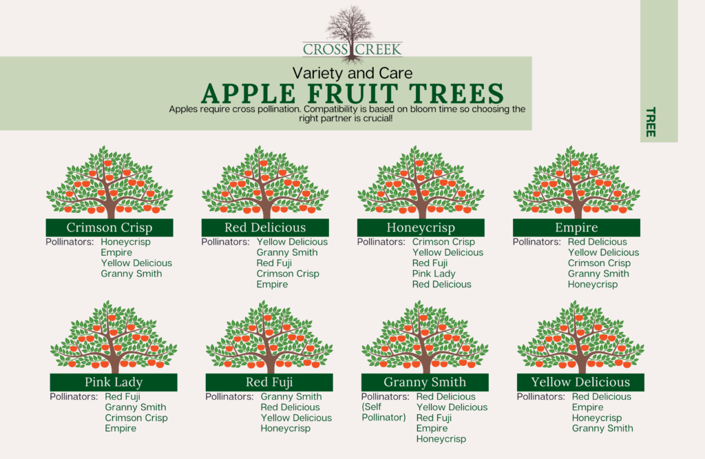 information on Fruit Trees (apples)