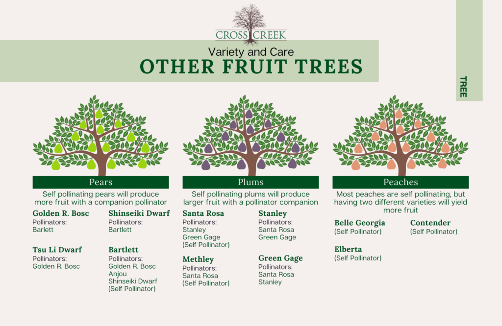 information on Fruit Trees (pears, plums, peaches)