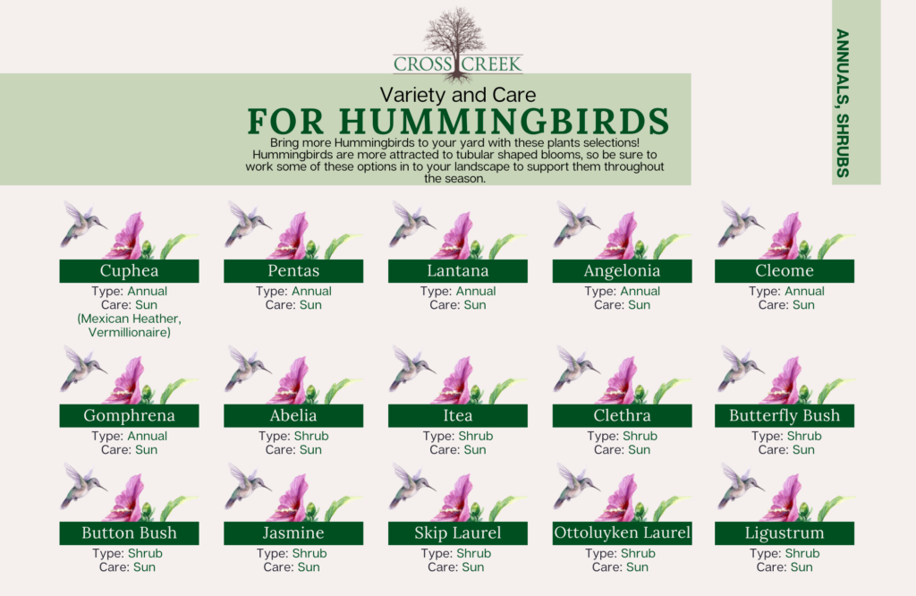 information on Hummingbirds (annuals & shrubs)