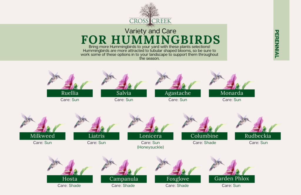 information on hummingbirds (perennials)