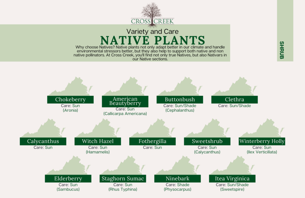 information on native shrubs