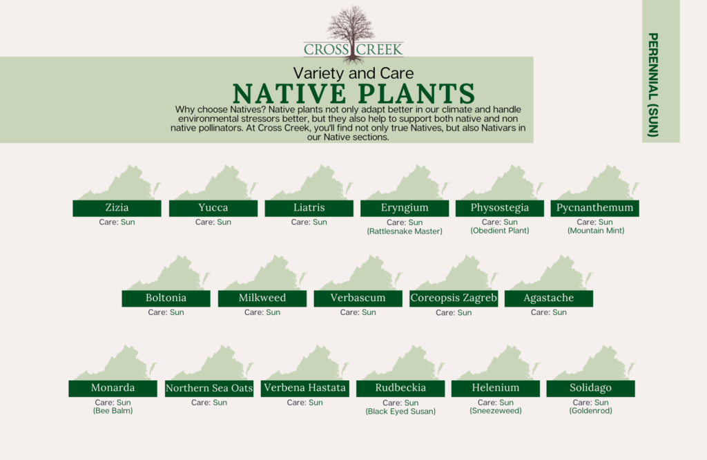 information on native sun perennials