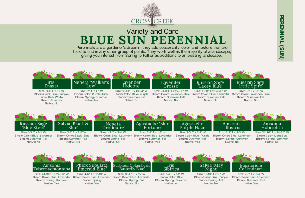 information on Sun Perennials (blue)