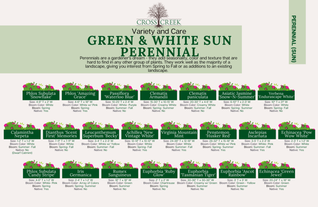 information on Sun Perennials (green and white)