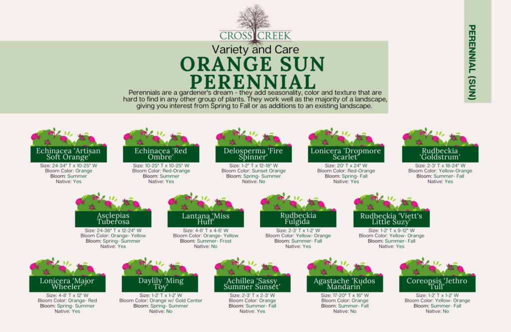 information on Sun Perennials (orange)