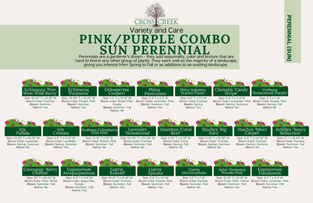information on Sun Perennials (pink and purple)