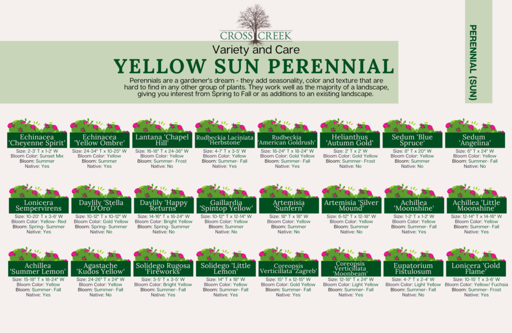 information on Sun Perennials (Yellow)