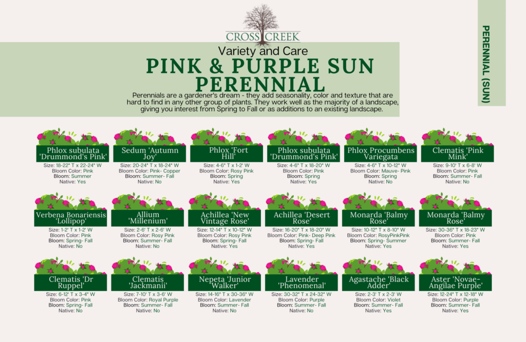 information on Sun Perennials (pink and purple)