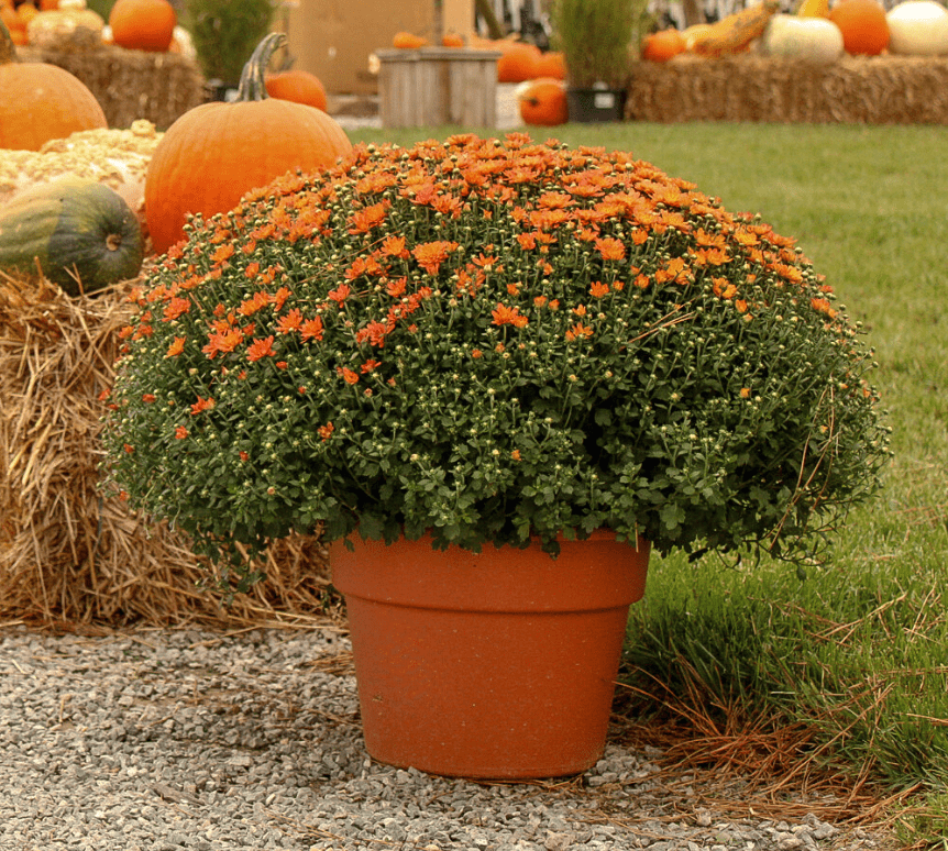 8 inch locally grown orange mum