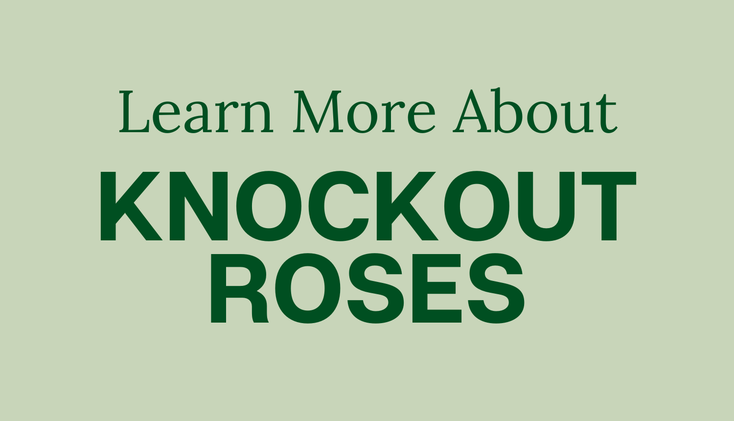 Learn About Knockout Roses