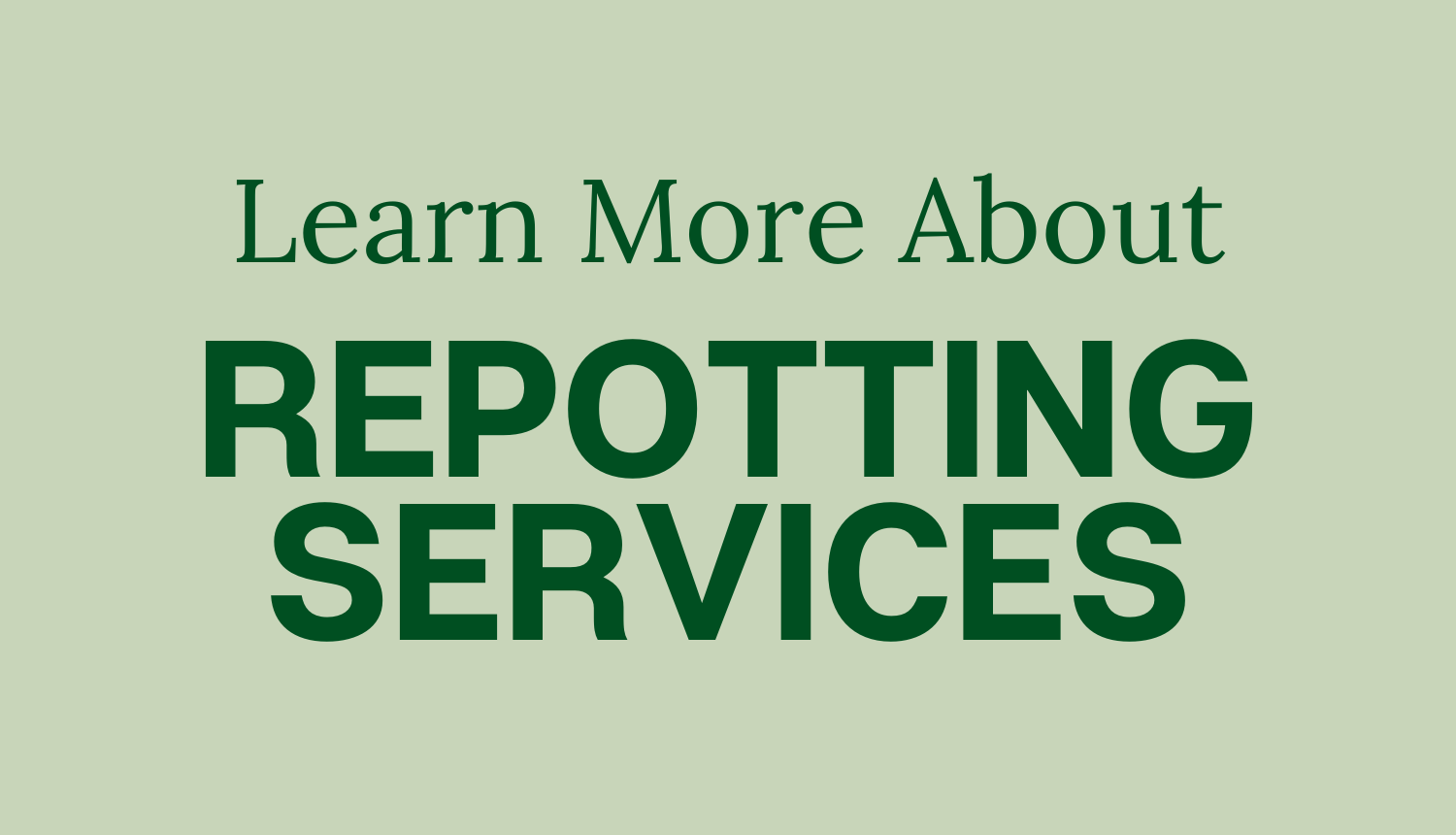 Learn About our Repotting Services