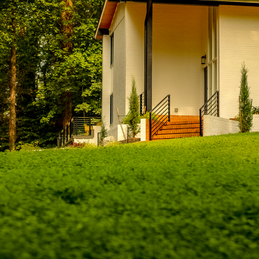 clover lawn, environmentally friendly
