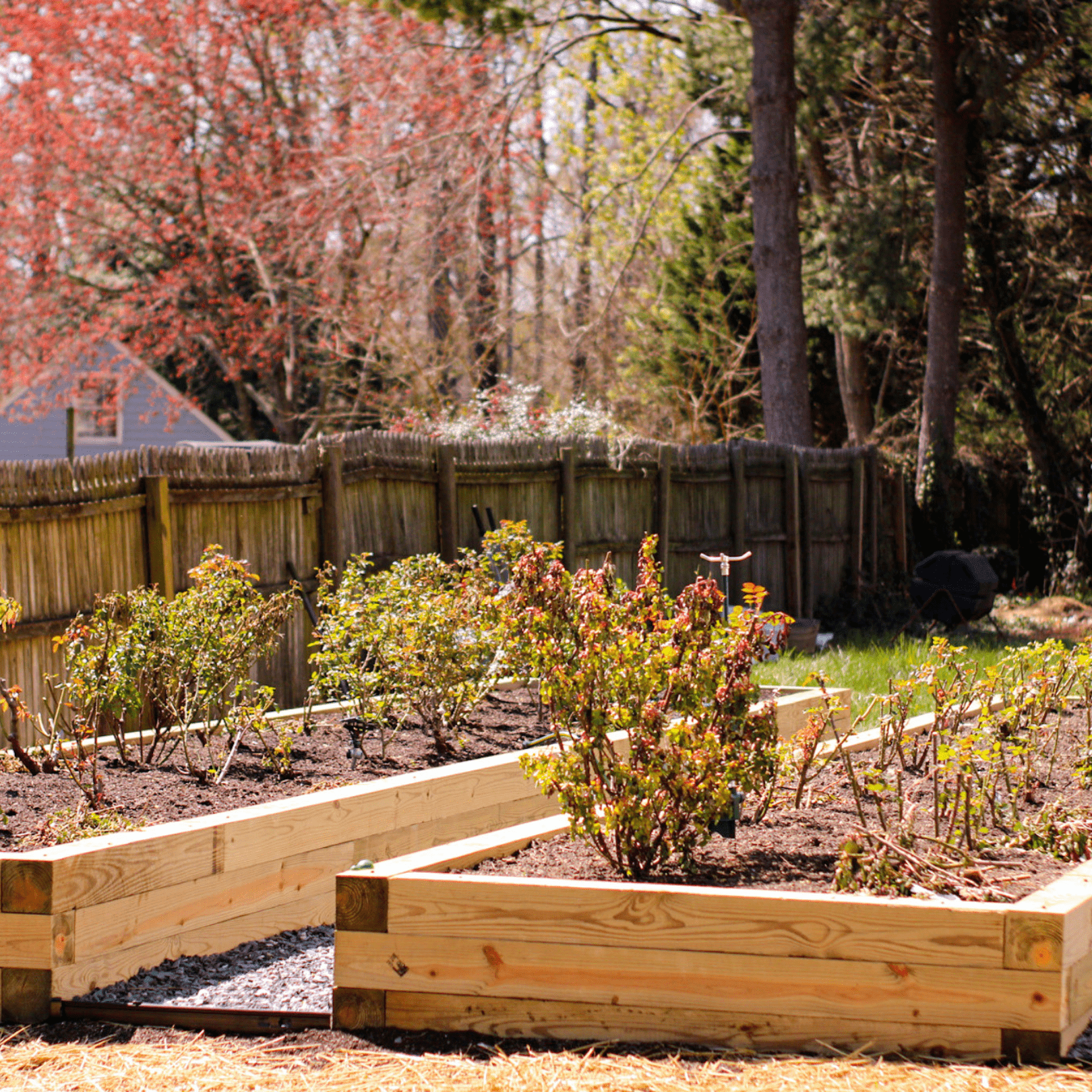 raised garden beds