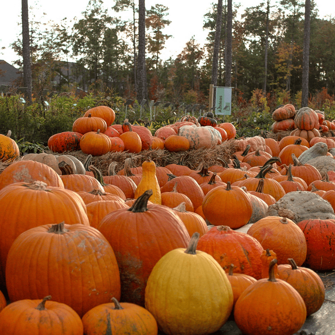 Pumpkins