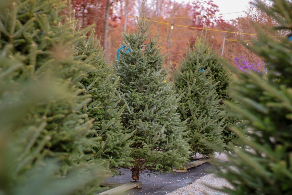 Christmas Tree lot