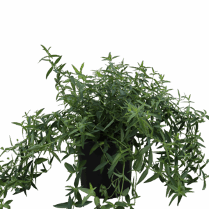 Pycnanthemum Virginianum 1G