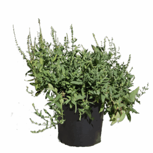 Cross Creek grown Salvia Snow Hill Perennial 1 gallon pot