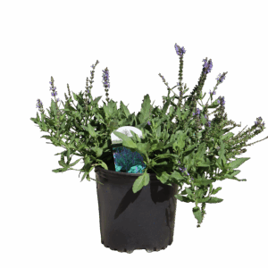 Salvia Blue Hill Perennial