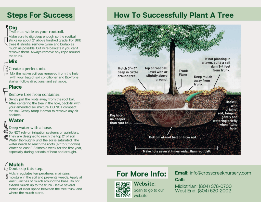 Infographic showing step-by-step tree and shrub planting guide, including watering tips, planting tools, and Cross Creek Nursery's one-year replacement warranty.