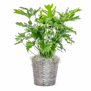 Philodendron Selloum