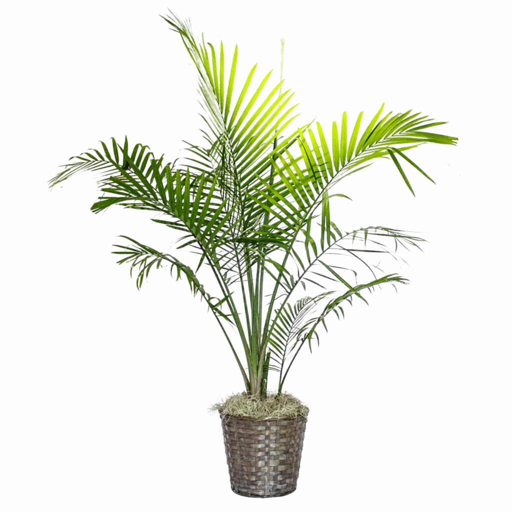 Areca Palm  Cross Creek Nursery and Landscape