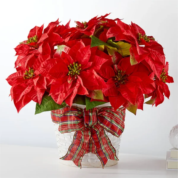 Red Poinsettia