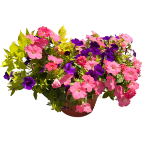 Patio Garden