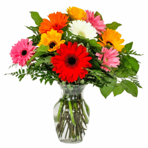 Gerberas Galore